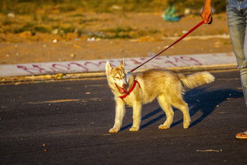 Husky dog walking on the street