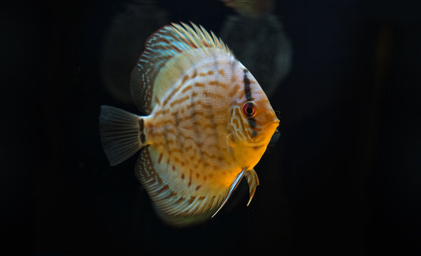 Diskus