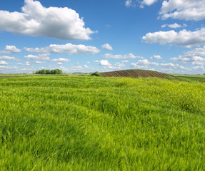 green wheat field