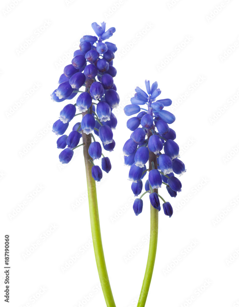 Wall mural two flowers of muscari isolated on white background. grape hyacinth