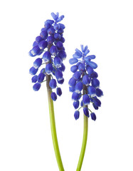 Two  flowers of  Muscari  isolated on white background. Grape Hyacinth - obrazy, fototapety, plakaty