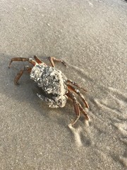 Krebs am Strand