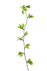 Branch with young green spring leaves isolated on white.  Spiraea vanhouttei