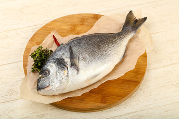 raw dorada fish