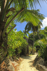 Tropical path under the palm trees