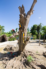 Bright parrots Ara sitting on a tree branch