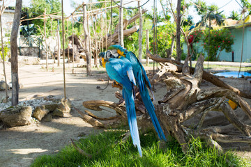Bright parrots Ara sitting on a tree branch