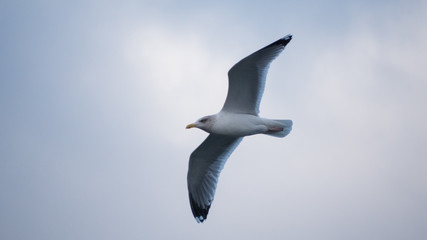 Möwe