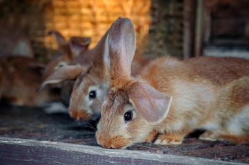 Beautiful sad eared red rabbit in a cage on the farm.