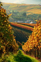 Herbst Weinberge, wein, stuttgart, schnait, aichwald, Strümpfelbach, stetten, herbstfarben, orang,...