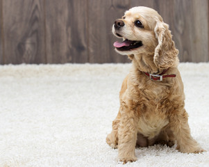 American cocker spaniel sitting and looking in the apartment