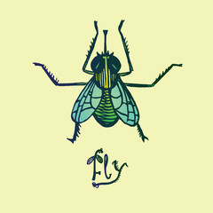 Cartoon character of fly with inscription, top view, hand drawn doodle sketch, isolated vector color illustration