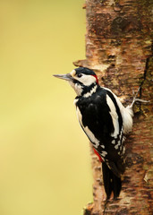 Great Spotted Woodpecker on a tree trunk