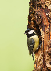 Great tit on a tree trunk