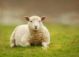 Foto auf Acrylglas Schaf Junge Shetlandschafe liegen auf dem Gras