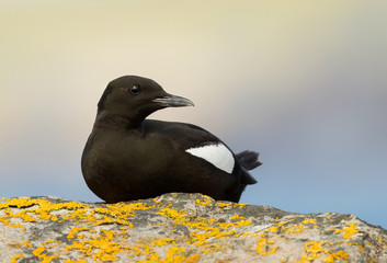 Close up of Black guillemot