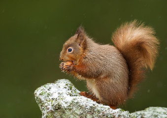 Cute Red squirrel in the falling snow