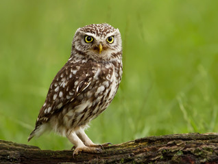 Little Owl (Athene noctua) perched on a tree.