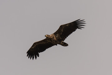 young sea eagle in flight Haliaeetus albicilla