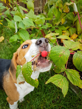 Beagle grabs a raspberry from the shrub