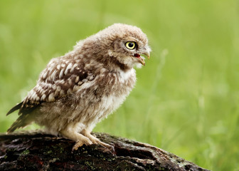 Juvenile Little Owl (Athene noctua) perched on tree