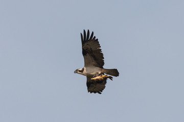 Osprey Hunting Pandion haliaetus