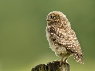 Juvenile little owl perching on a post