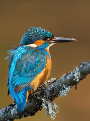 Close up of a male Kingfisher perching on a mossy branch