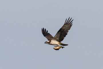 Osprey Hunting Pandion haliaetus