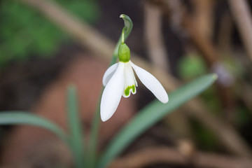 single flower of a snowdrop (galanthus nivalis)