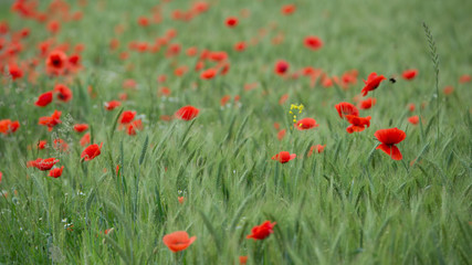 Mohnblumen  - Mohnblüte