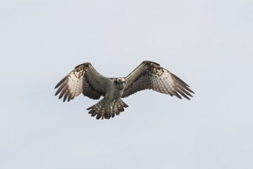 Osprey Hunting Pandion haliaetus