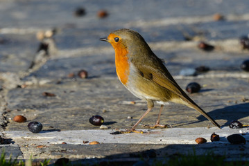 European robin Erithacus rubecula