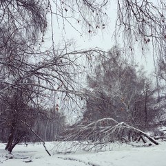 ветви деревьев клонятся к земле под тяжестью снега - obrazy, fototapety, plakaty