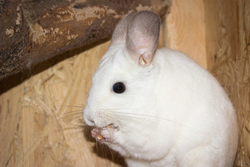 Chinchilla has treat in his paws and nibbles on it (Chinchillidae - White Ebony Piebald)