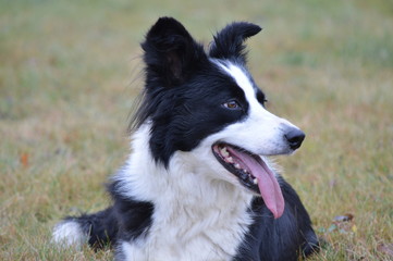 border collie08