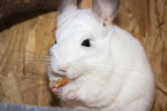 white chinchilla has treats in his paws and nibbles on them (chinchillidae)