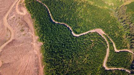 Aerial view of pine forest