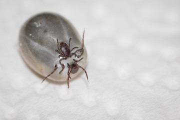 small tick has bitten on a large soaked tick
