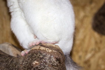 Obraz premium Foot of a chinchilla on a branch (chinchillidae - white ebony piebald)