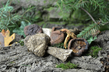 dried mushrooms 