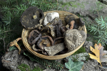dried mushrooms 