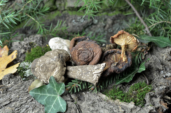 dried mushrooms 