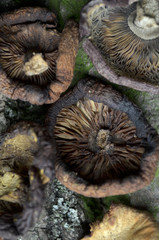 dried mushrooms bio organic