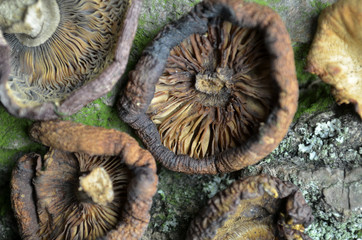dried mushrooms bio organic
