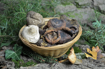 dried mushrooms bio organic