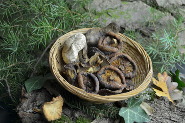 dried mushrooms bio organic