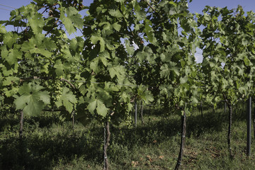 Wineyard