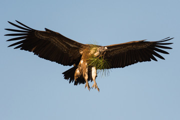 Griffon vulture Gyps fulvus in Extremadura