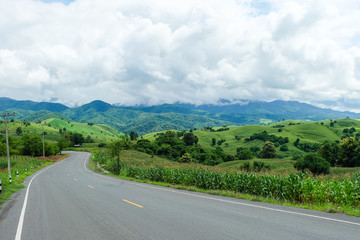 Country road passing through a field on which grow corn